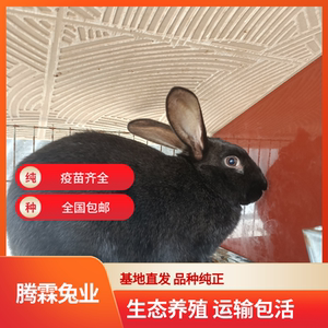 中华黑兔大型黑肉兔子活物幼兔兔苗成年兔一对