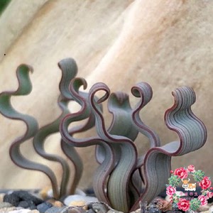 细叶宽叶海带弹簧草块根种球多肉植物