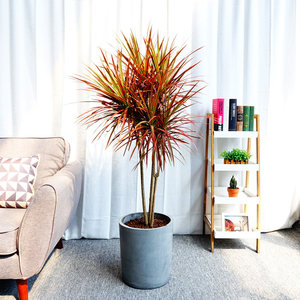 武汉室内外植物五彩千年木盆栽,七彩铁血树新奇高档绿植花卉盆景