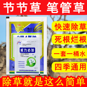 专杀节节草农药除草剂笔管草专用药除草烂根剂笔杆草死根特效