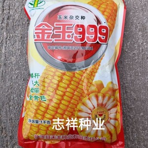 大田种植金玉999杂交玉米种子矮杆大棒高产白轴喂家禽鸡鸭苞谷籽