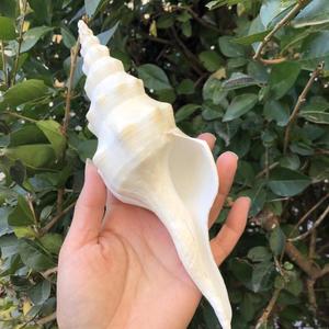 天然海螺贝壳白旋螺白色标本螺供佛法器白旋螺鱼缸造景摆件装饰