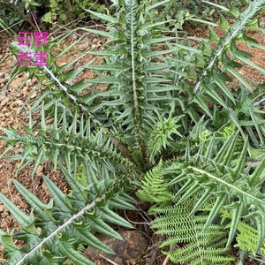 云南野大蓟根白花马刺根恶鸡婆新鲜现挖鲜货干货苗种子中药材食用