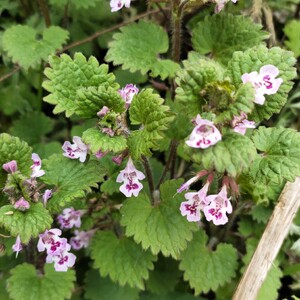 云南透骨消金钱艾过墙风也蹄草新鲜现挖鲜货干货苗种子中药材食用