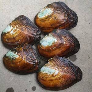 tb4310593802淘宝珍珠蚌活蚌自己开大河蚌多珠蚌天