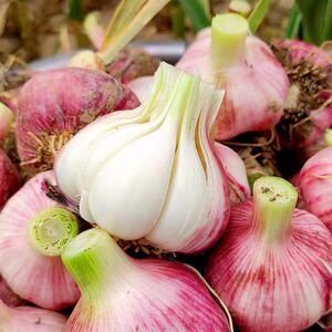 现挖新蒜湿蒜新鲜大头蒜正宗云南紫皮蒜头嫩蒜腌制糖醋蒜腊八蒜瓣