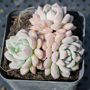 莱恩小精灵多肉