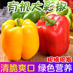 有机五彩椒新鲜太空圆椒红黄绿椒水果甜椒健康轻食孕妇蔬菜沙拉椒