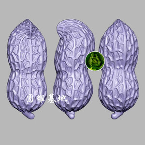 花生圆雕图四轴雕刻机图纸stl三维立体图3d打印模型文件素材450