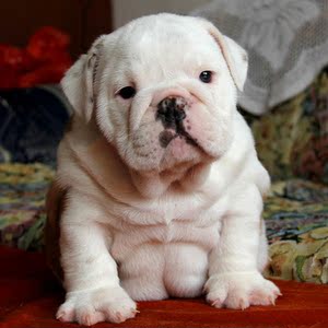 英国斗牛犬白色