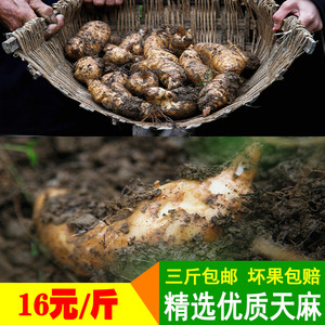 云南小草坝天麻湿天麻冬麻新鲜带土天麻头昏头疼手脚不灵药食同源