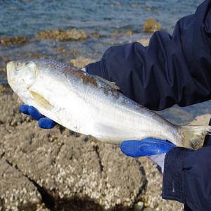 007人付款淘宝1份3斤装小鳓鱼白鳞鱼曹白鱼白鳓鱼快鱼新鲜冷冻1斤2-3