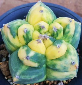 鸾凤玉锦种子 极上斑 实生球打的种子 龟甲鸾凤玉锦 10粒