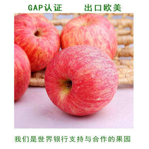 23年陕西白水玉华红富士苹果有机会吃的新鲜当季果园现摘欧盟认证