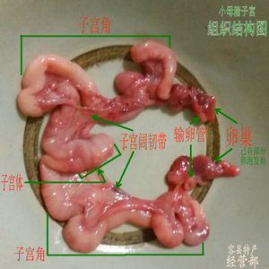 小母猪脆肠花肠生肠即子宫及卵巢