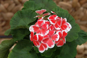 天竺葵 单瓣直立天 任先生mr wren 小苗