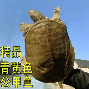 青黄背生态外塘公雄大甲鱼食用花背活物鲜活王八团鱼中华鳖土鳖