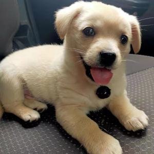 混血中华田园犬串串宠物真狗活物小狗幼犬柴犬拉布拉多好养的金毛