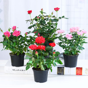 钻石玫瑰盆栽迷你小玫瑰花苗带花苞四季开花不断好养花卉微型月季