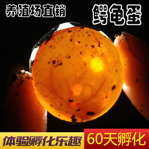 鳄龟受精蛋