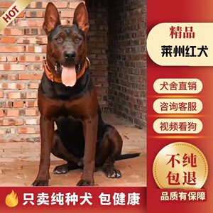 莱州红犬幼犬纯种活体大虎头苏联红犬看家护院狼狗大型犬护卫犬
