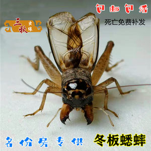 上海名份房蟋蟀白虫蛐蛐鸣虫山东野生蛐蛐斗蟋仿秋份房白虫