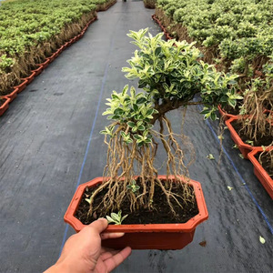 六月雪盆景老桩创意悬崖造型植物摆件中式茶室阳台大绿植花卉盆栽