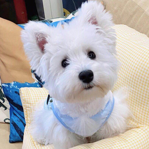 出售纯种西高地幼犬家养小型西高地犬赛级西高地白梗活体宠物狗狗