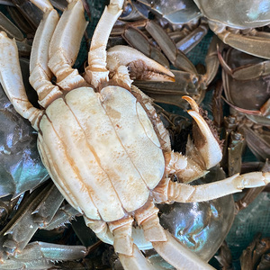 渤海湾大闸蟹母蟹毛爪蟹毛爪新鲜鲜活当地特产咸淡两河水螃蟹