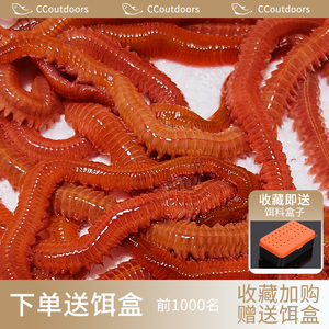 沙蚕活饵包邮海蜈蚣海沙蚕本地红沙蚕鲜活饵料钓鱼活体钓鱼用红虫