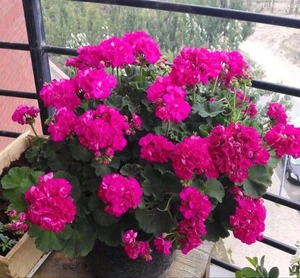天竺葵 湖泊 肯尼重彩系列花卉盆栽阳台海棠绣球四季开花5棵包邮