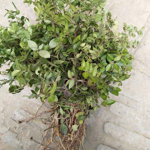 07同款货源初溪村淘宝初溪野生穿破石中药材黄鸡脚煲汤树根九层皮