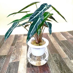 水培小仙女黑叶竹芋黑叶观音莲海芋北欧ins风绿植盆栽好养活客厅