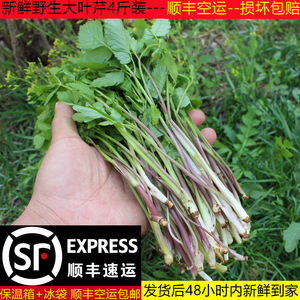 御钦苑旗舰店天猫【冷链运输】新鲜山东西芹半叶芹菜榨汁蔬菜嫩心