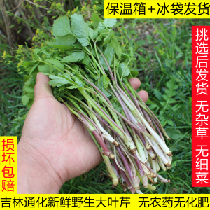 通化新鲜纯野生头茬大叶芹3斤包邮吉林山野菜山芹菜老桑芹水芹菜