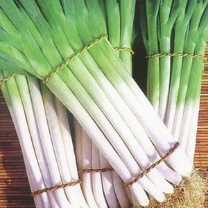 新鲜京葱