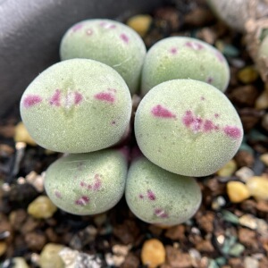 【12-15】肉锥 6头大型种毛口笛群生多肉植物一物一拍5