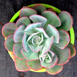 昆明湘飞扬多肉 朱利斯 朱丽斯 大颗单头状态好 特价优惠大棚实拍