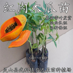 2棵木瓜苗树苗红肉木瓜苗水果木瓜苗果苗大青木瓜苗中白木瓜苗