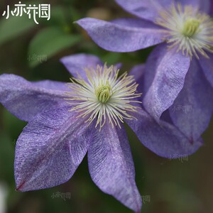 小亦花园【变色龙】铁线莲 佛罗里达 f组 花瓣上有白点 耐阴c516