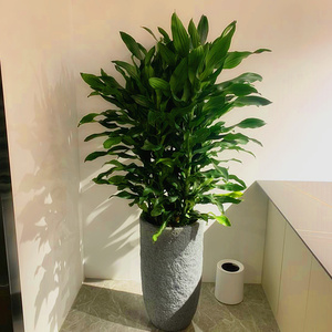 螺纹铁转运铁大型盆栽绿植室内净化空气客厅办公室吸甲醛观叶植物