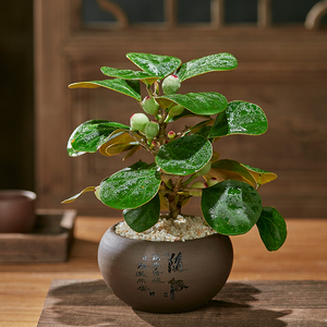 小盼菩提树盆栽盆景带果室内禅意舍得桌面老桩美观绿植实拍常青