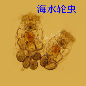 海水轮虫 活体珊瑚粮 强化繁殖小丑开口饵料浮游生物高密度小球藻