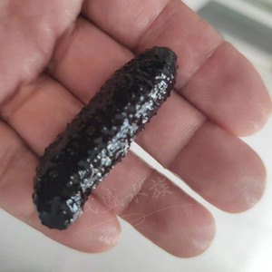 翻砂海参活体 黑海参 水族宠物 红海参海缸观赏海参 翻沙海星生物