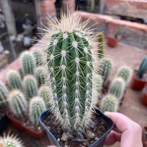 仙人柱植物幸福柱