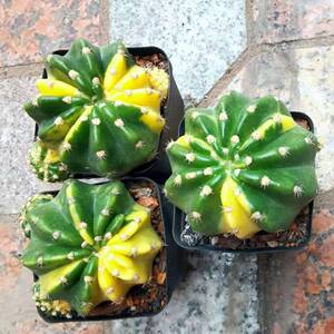 大豪丸锦仙人球 稀有变锦多肉植物组合小盆栽植物花卉趣味防辐射