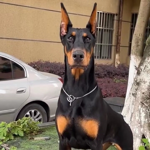 杜宾犬马犬格力犬德牧犬狼灰东德犬黑狼犬杜高犬幼犬tb120752964120