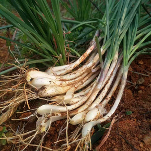 邵阳东农家特产新鲜嫩藠头3斤带叶荞头翘头把子现挖现发时令蔬菜