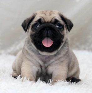 纯种巴哥幼犬活体憨厚哈巴狗八哥犬小型犬茶杯犬小巴哥幼崽宠物狗