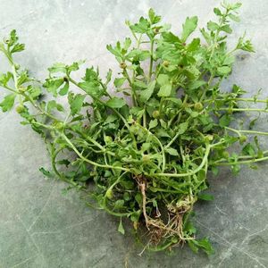 野生新鲜鹅不食草纯鹅仔不食草滴汁新鲜中药材滴鼻液草鸡肠石胡荽